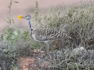 Menno 01 Westelijke Kraagtrap